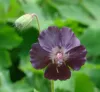 geranium-phaeum-mourning-widow